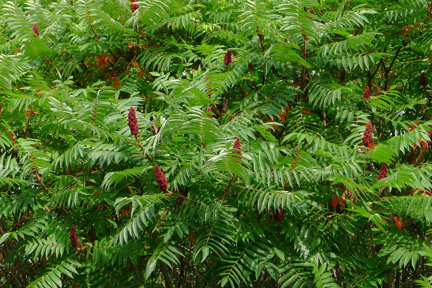 <p>Rhus typhina</p>