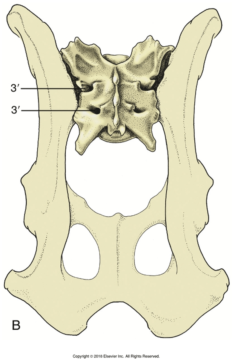 <p>same naming convention as thoracic</p>