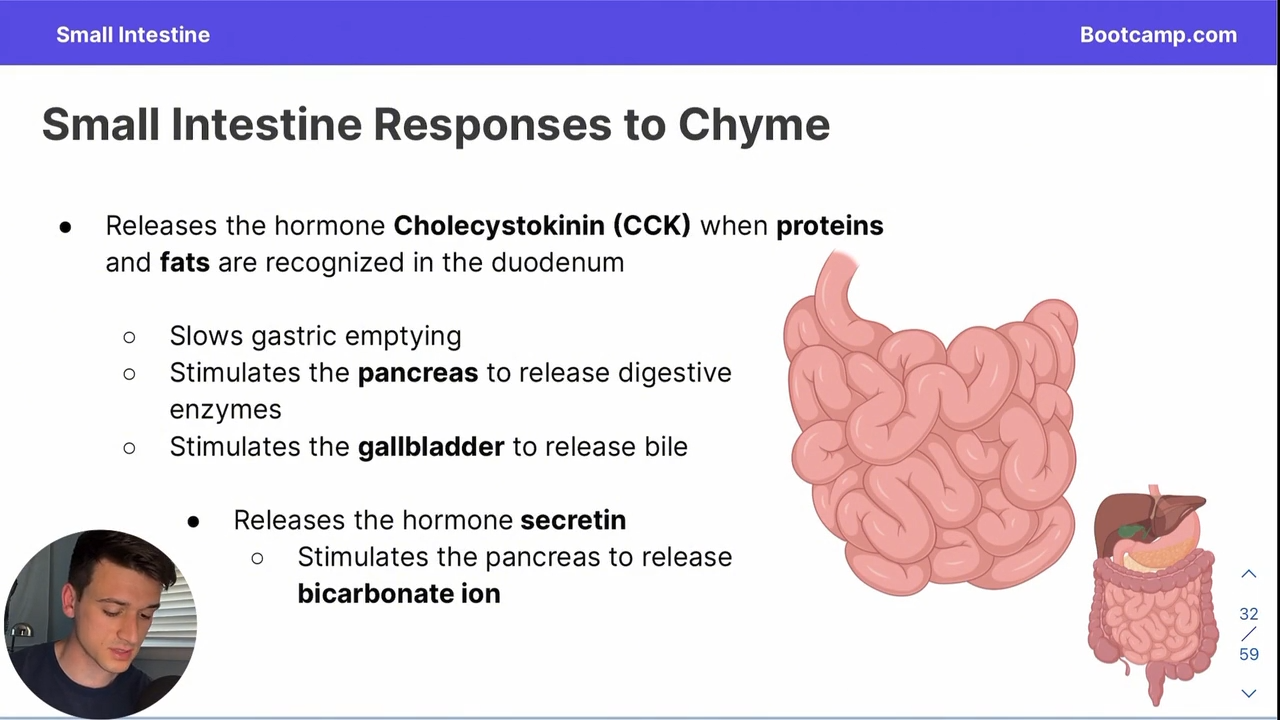 <p><strong>Proteins </strong>and <strong>fats </strong></p>