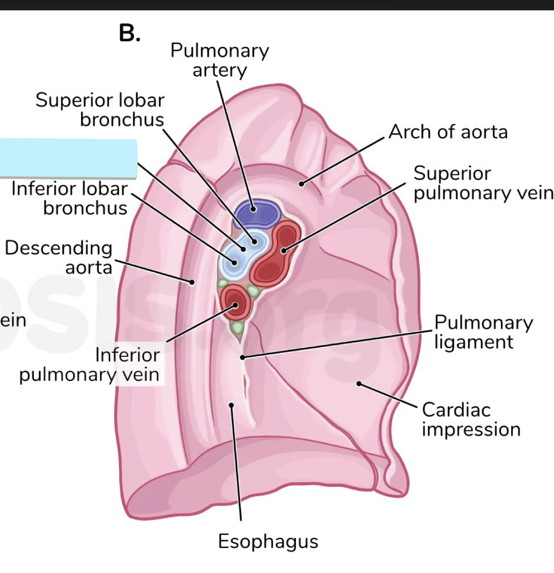<p>kinda cut </p><ul><li><p>structure</p></li></ul><p></p>