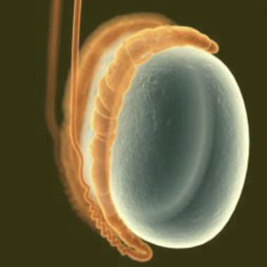 <p>The <strong>epididymis</strong> is the <strong>site</strong> of <strong>sperm</strong> <strong>maturation</strong>, where <strong>sperm</strong> gains the <strong>mobility</strong> and <strong>ability</strong> to <strong>fertilize</strong> the <strong>egg</strong></p><p>This process can take up to <strong>4</strong> <strong>weeks</strong></p>