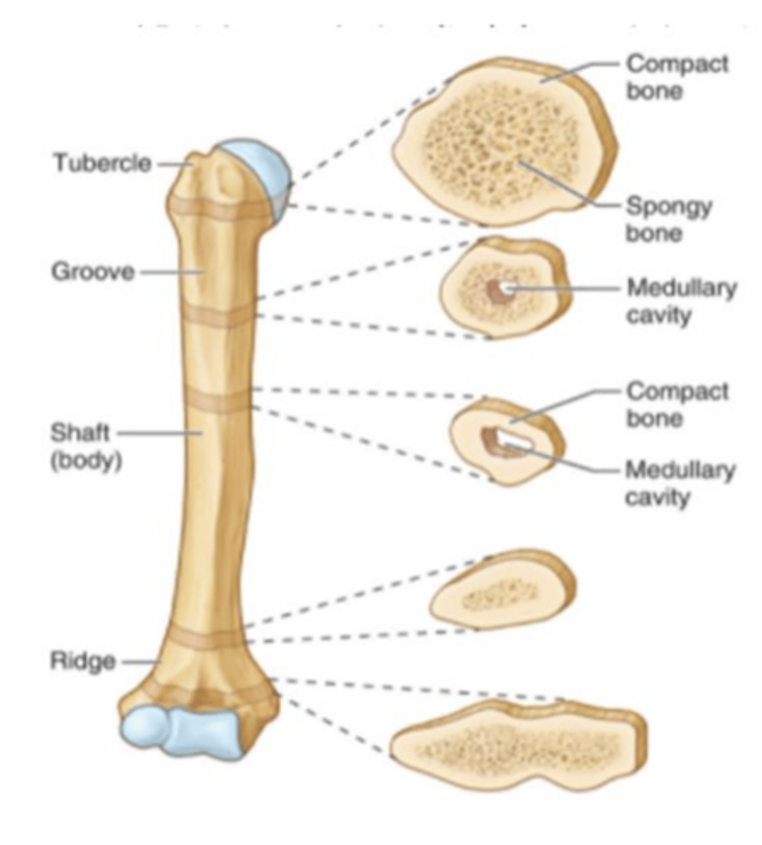 <p>A living tissue that makes up the skeleton acting as a hard form of connective tissue. the bones store calcium and supply the body with blood cells produced by the bone marrow.</p><p>*bones are classified according to their shapes.</p>
