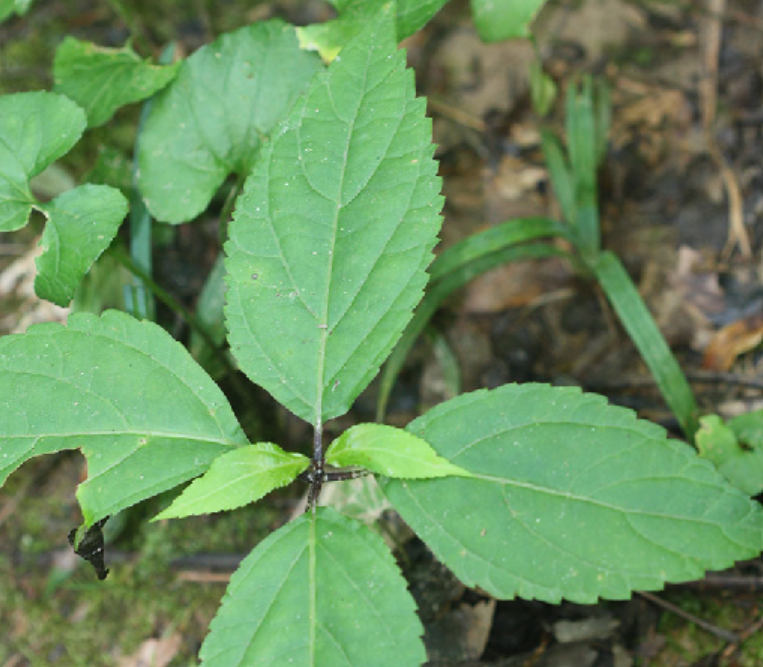 <p>Lamiaceae</p>