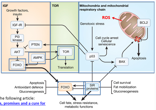 <p>IGF triggers cascade PI3K → AKT. AKT turns on growth and metabolism, and inhibits FOXO.<br><br>High nutrients - AKT on → FOXO off → less longevity<br>Low nutrients/stress → FOXO on → more survival mechanisms<br><br>TOR activated when nutrients abundant, for protein synthesis and cell growth, too much linked to aging.<br><br>AMPK - inhibits TOR, activates FOXO - promotes anti-aging when energy is low<br><br>Sirtuins - activated during low energy states. Activate FOXO.<br><br>p53 senses ROS damage - decides on apoptosis (BAX =death, BCL2 = no death)</p>