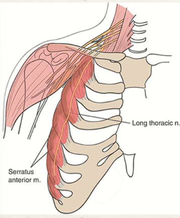 <ul><li><p>Posterior to brachial plexus→ superficial to serratus anterior</p></li><li><p><span style="color: red;">Motor innervation</span>: serratus anterior muscle</p></li></ul><p></p>