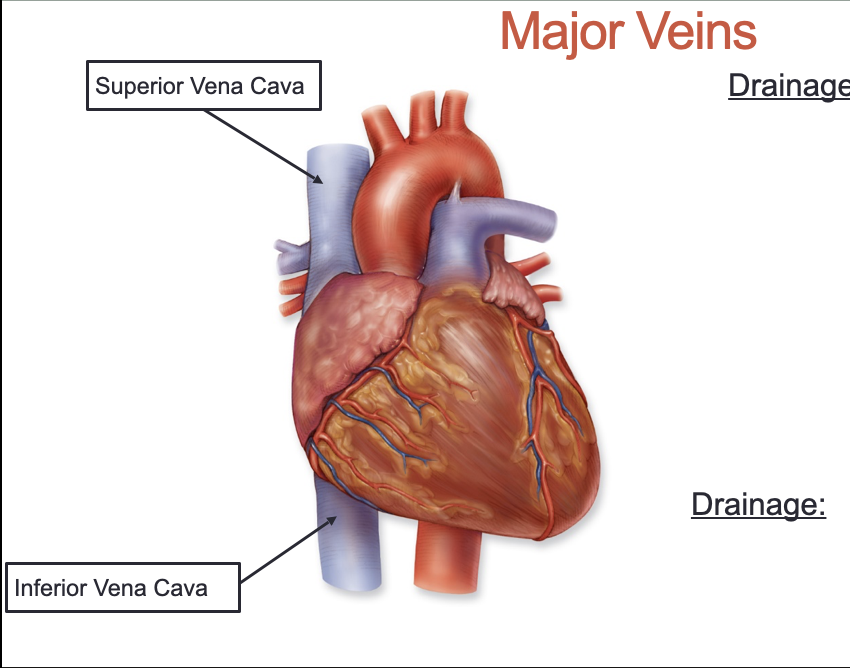 <ol><li><p>Superior Vena Cava: right atrium from head, neck, and upper limbs</p></li><li><p>Inferior Vena Cava: right atrium from lower limbs, pelvis, and abdominal structures</p></li></ol><p></p>