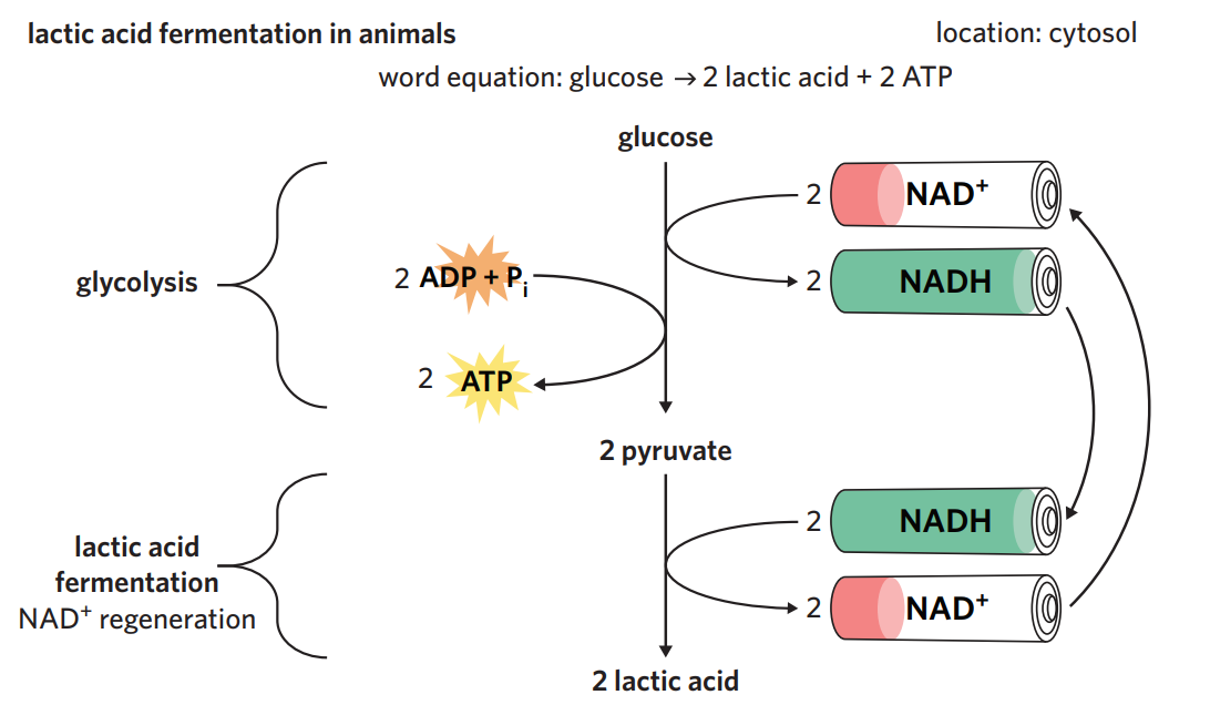 <p>in animals - lactic acid fermentation</p><ul><li><p>when oxygen availability is insufficient, (ex. from working at high intensities), animals undertake lactic acid fermentation after glycolysis. </p></li><li><p>process - 2 x pyruvate (3C) produced from glycolysis is converted into 2 x lactic acid (3C). NAD<sup>+</sup> is regenerated during the process + recycled back for use in glycolysis.</p></li><li><p>however, lactic acid lowers the pH of animals’ cells and blood, and can be toxic in high amounts → anaerobic respiration is not preferred; once oxygen is available, any remaining lactic acid is converted back to pyruvate so it can undergo aerobic respiration (converted into acetyl-CoA instead)</p></li></ul><p></p>