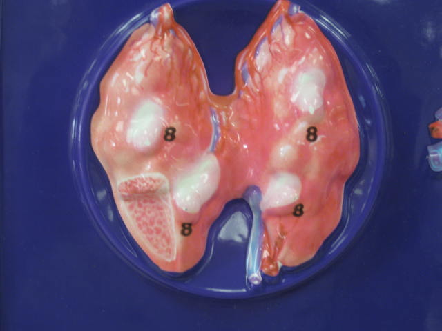 <p>Identify 8?</p><p>Lab Image 6-6</p>