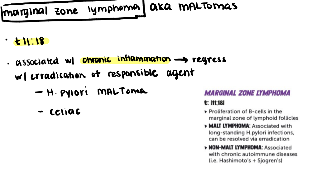 <p>Marginal cell lymphoma</p>
