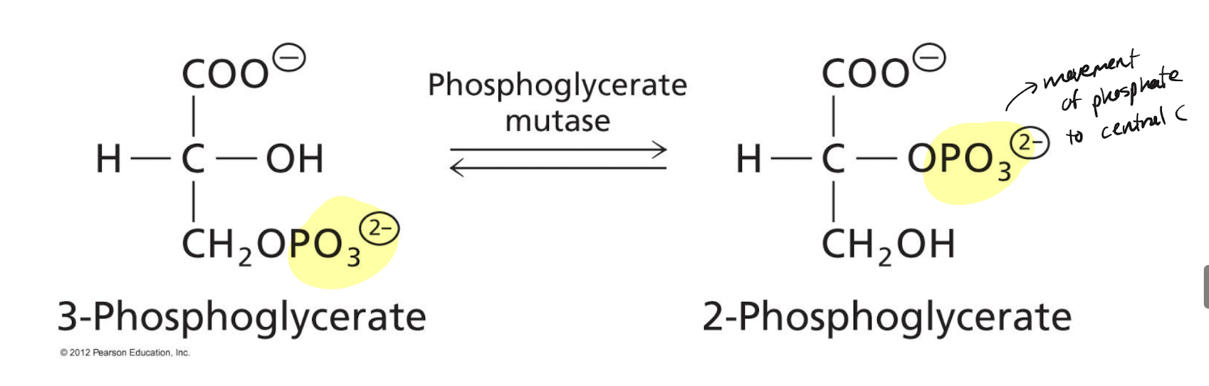 <p>3-phosphoglycerate <span data-name="left_right_arrow" data-type="emoji">↔</span> 2-phosphoglycerate. Isomerization.</p><p>Reversible, free energy change close to 0 (not regulated).</p><p>The phosphate on 3-phosphoglycerate is moved from carbon 3 to the “central” carbon 2, isomerizing it to 2-phosphoglycerate</p>
