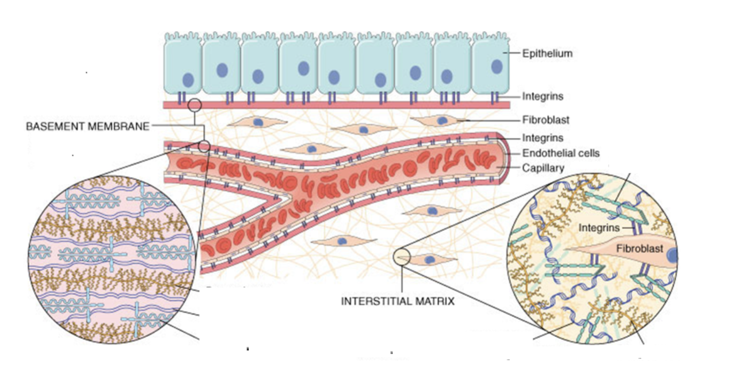 <p>Cells that produce ECM components</p><p><span>Fibroblasts are specialized connective tissue cells that primarily secrete components of the extracellular matrix (ECM) to maintain structural integrity and repair tissues. They produce </span><strong><mark data-color="rgba(0, 0, 0, 0)" style="background-color: rgba(0, 0, 0, 0); color: inherit;">collagen (types I and III), elastin, fibronectin, laminin, and glycosaminoglycans (ground substance)</mark></strong></p>