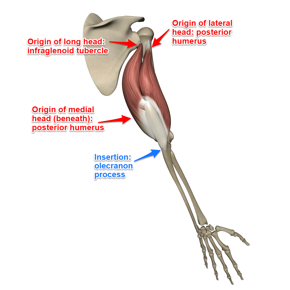<p><strong>Origins</strong>:</p><ul><li><p><strong>Long </strong>head: infraglenoid tubercle of scapula</p></li></ul><ul><li><p><strong>Lateral </strong>head: superior, lateral margin of humerus</p></li><li><p><strong>Medial </strong>head: posterior surface of humerus, inferior to radial groove</p></li></ul><p><strong>Insertion</strong>: Olecranon process of ulna.</p><p><strong>Action</strong>: <strong>Extends forearm at elbow</strong>; long head also extends and adducts arm at shoulder.</p><p></p><p>Note: <strong>Prime mover of forearm extension</strong>, especially the <strong>medial head</strong></p>
