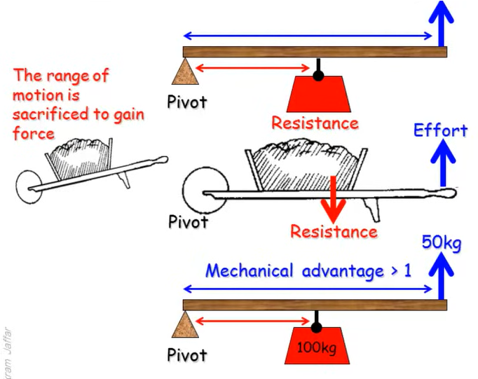 <p>resistance is in the middle</p><p>ROM sacrificed to gain force</p>