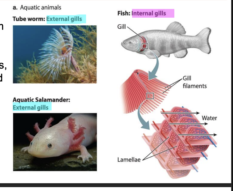 <ul><li><p><span style="background-color: inherit; line-height: 19.55px; color: windowtext;">Two types of gills</span><span style="line-height: 19.55px; color: windowtext;">&nbsp;</span></p></li><li><p class="Paragraph SCXO211540517 BCX0" style="text-align: left;"><span style="background-color: inherit; line-height: 19.55px; color: windowtext;">External gills</span><span style="line-height: 19.55px; color: windowtext;">&nbsp;</span></p><ul><li><p class="Paragraph SCXO211540517 BCX0" style="text-align: left;"><span style="background-color: inherit; line-height: 19.55px; color: windowtext;">Tube warm + salamander&nbsp;</span><span style="line-height: 19.55px; color: windowtext;">&nbsp;</span></p></li><li><p class="Paragraph SCXO211540517 BCX0" style="text-align: left;"><span style="background-color: inherit; line-height: 19.55px; color: windowtext;">More chance of gills being dmged + very delicate -> strong water current msut dmg it</span><span style="line-height: 19.55px; color: windowtext;">&nbsp;</span></p></li></ul></li><li><p class="Paragraph SCXO211540517 BCX0" style="text-align: left;"><span style="background-color: inherit; line-height: 19.55px; color: windowtext;">Fishes developed internal gills protected by external flap (operculum)&nbsp;</span><span style="line-height: 19.55px; color: windowtext;">&nbsp;</span></p></li></ul><p></p>