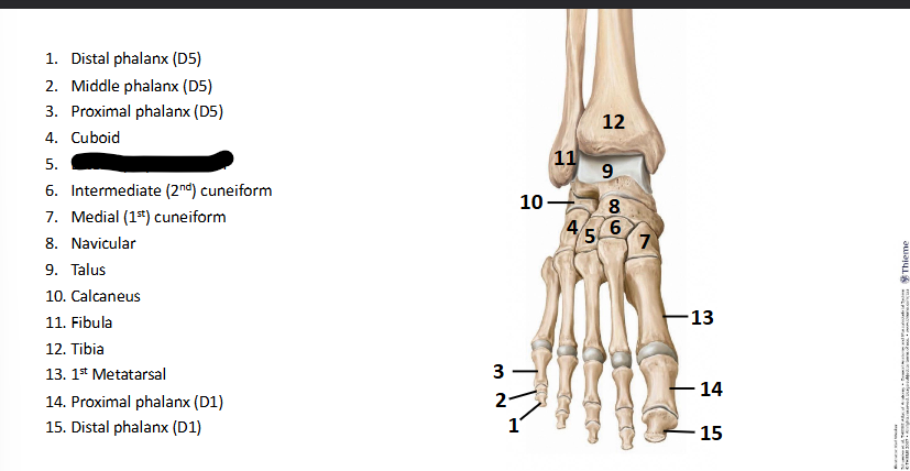<p>What bone landmark of <strong>Foot?</strong></p>