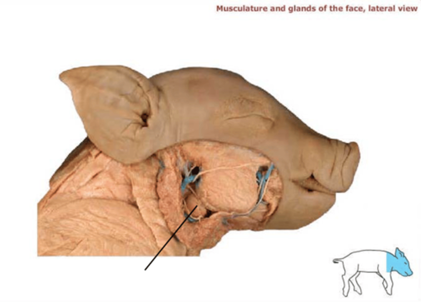 <p>(gland, has a right and left)</p>