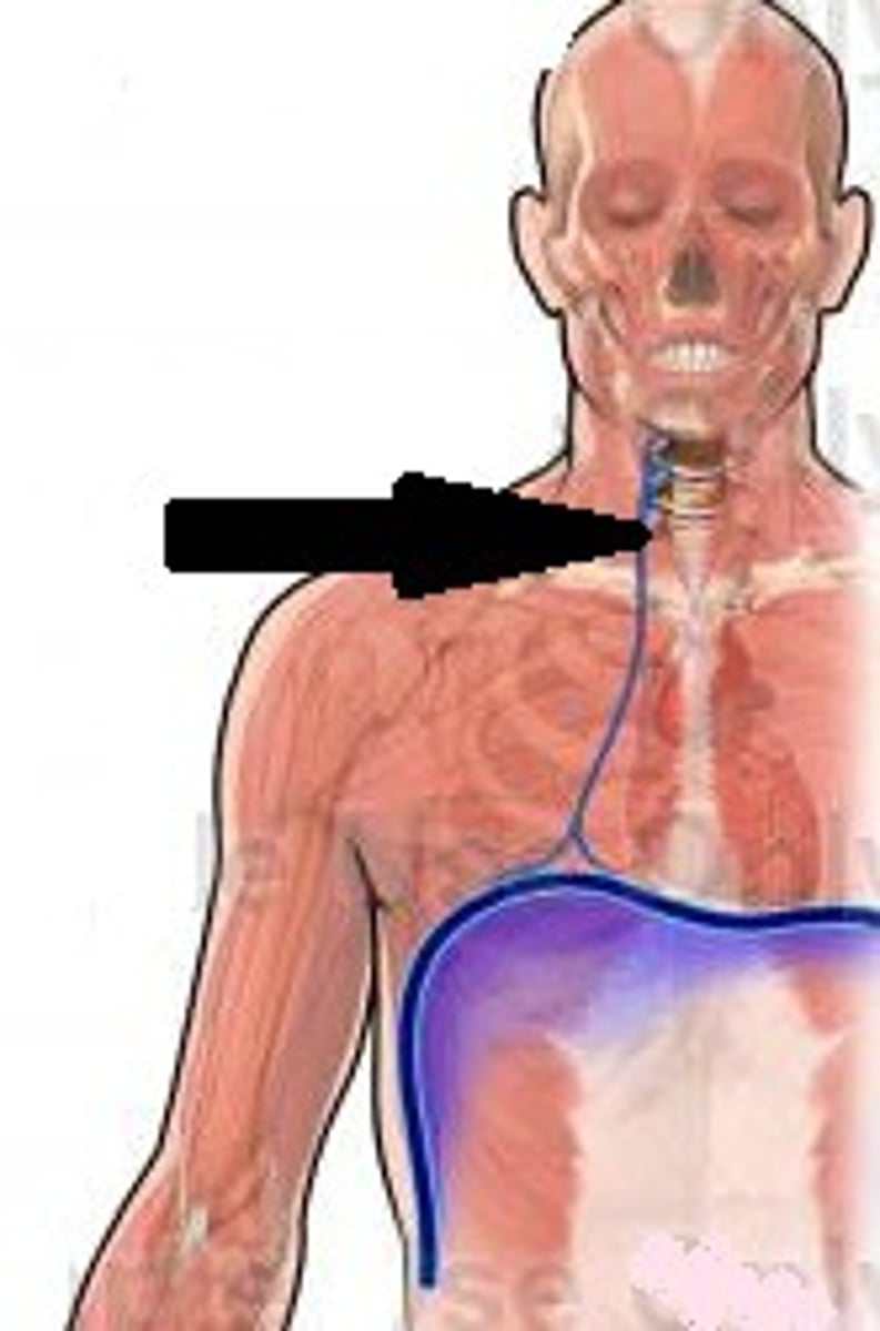 <p>-C3-C5</p><p>-Cervical plexus</p><p>-Innervates diaphragm, sensory</p>