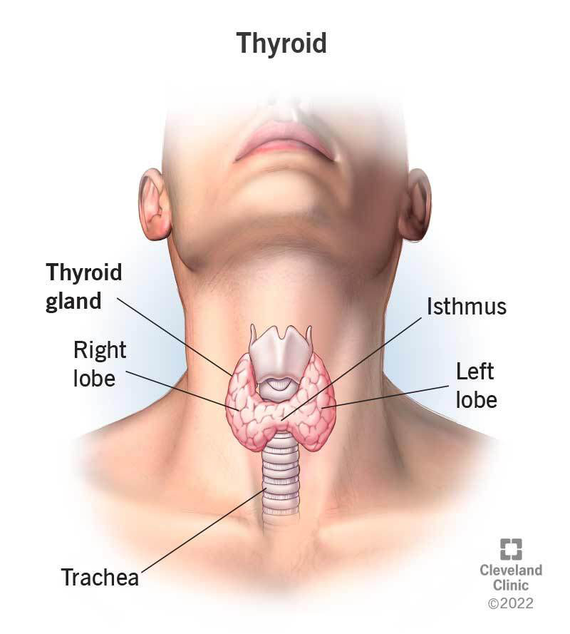 <p>thyroiditis (definition, main concern, treatment)</p>