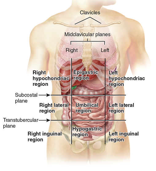 <p>Right hypochondriac, epigastric, left hypochondriac, right lateral, umbilical, left lateral, right inguinal, hypogastric, and left inguinal </p>