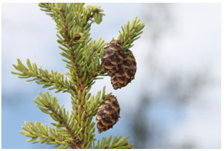 <p>black spruce</p>