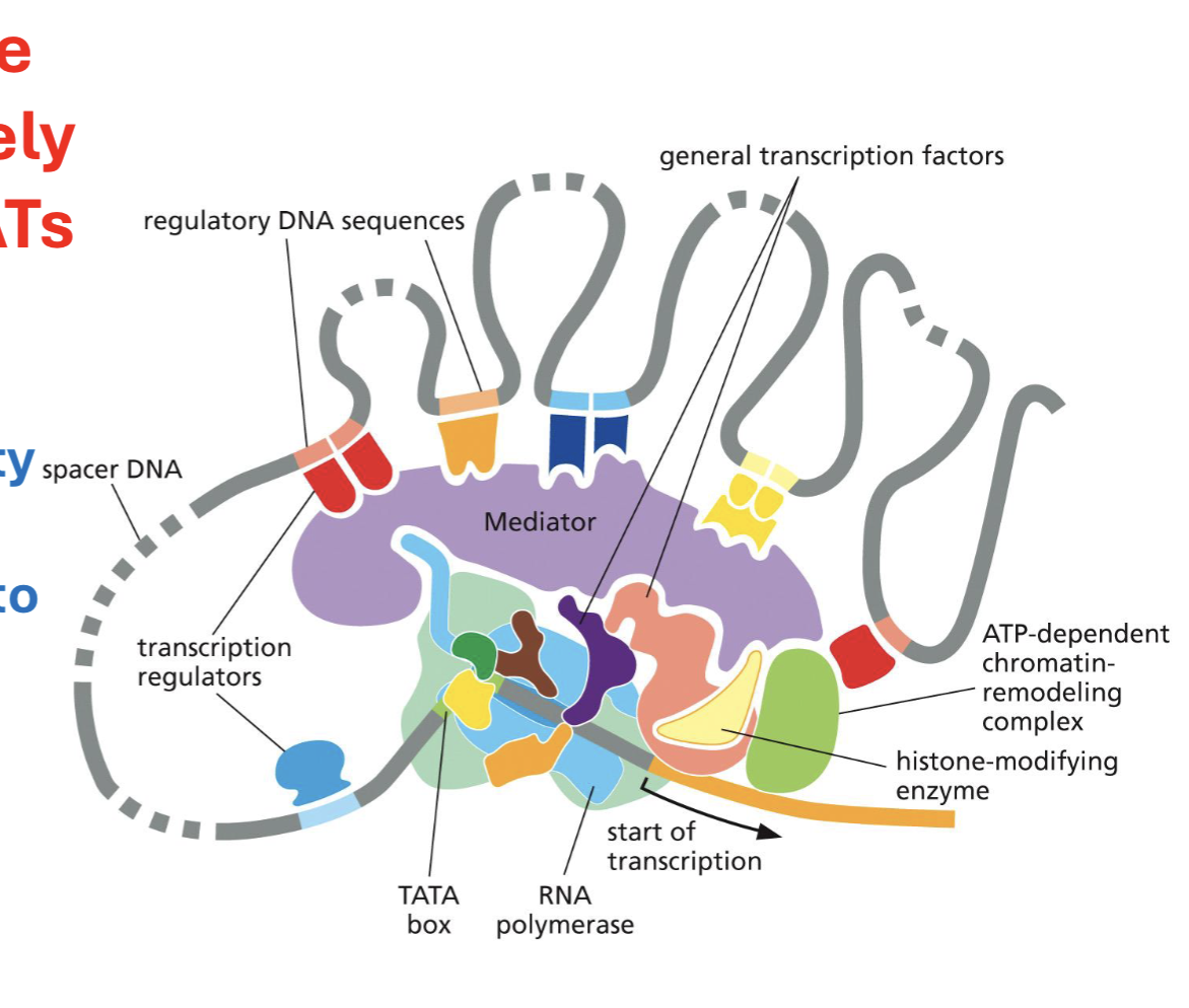 <p>specific proteins of the mediator will selectively interact either with HATs/HDACs → once TRs bind to DNA element + mediator forms → chromatin shape + TATA access</p>