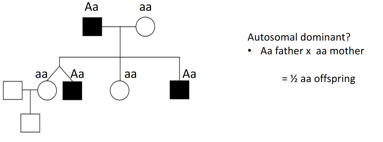 <p>How can the same pedigree be explained by autosomal dominant inheritance?</p>