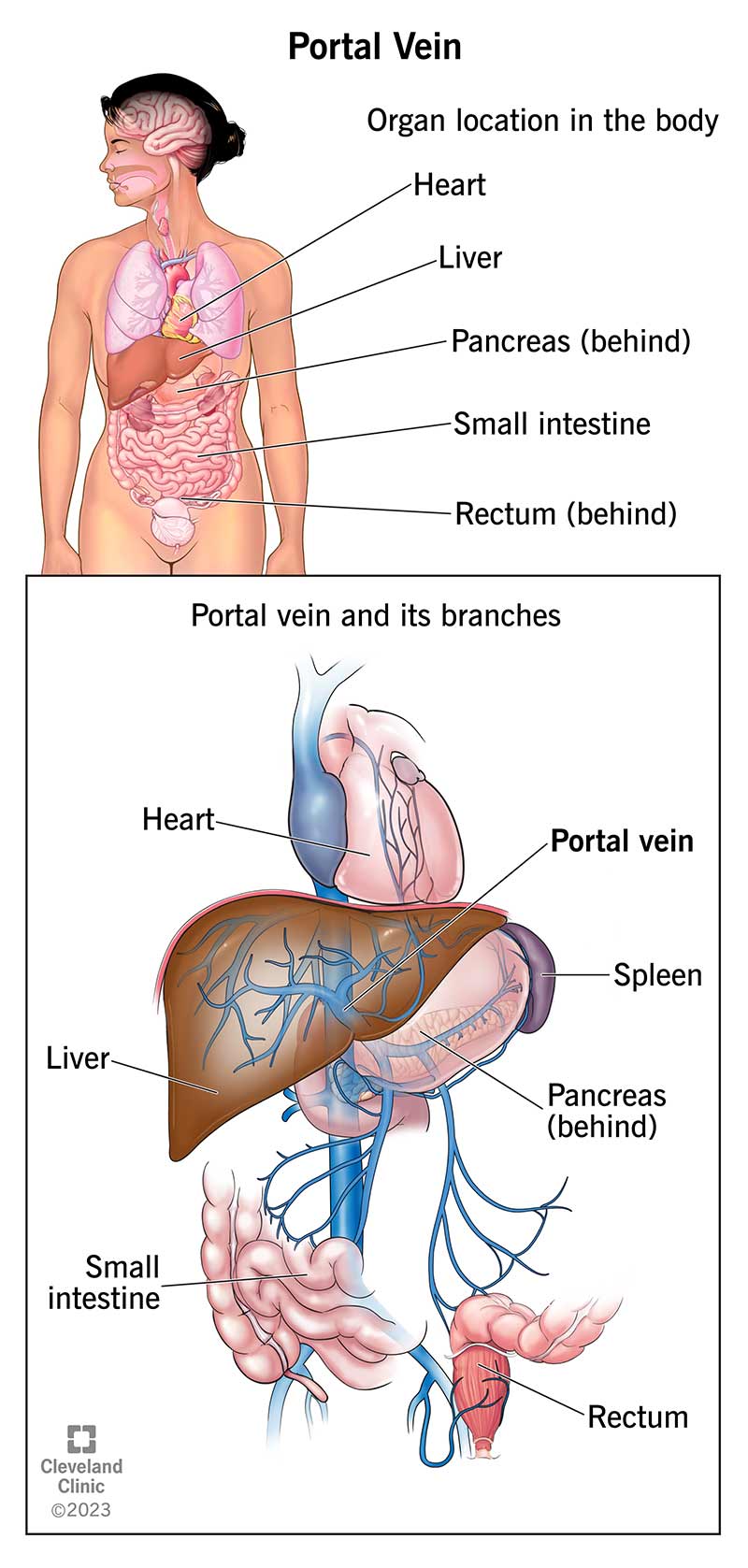 <ul><li><p>double capillary system</p><ul><li><p>first set in the GI tract</p></li><li><p>second set is in the liver</p></li></ul></li><li><p>deoxygenated blood is sent to liver to be filtered from food and processing of nutrients</p></li></ul><p></p>