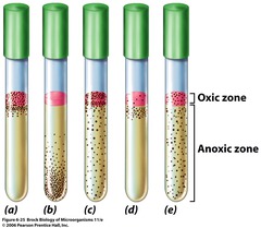 <p>A popular liquid medium in bacteriology labs; the liquid can contain different amounts of oxygen</p>