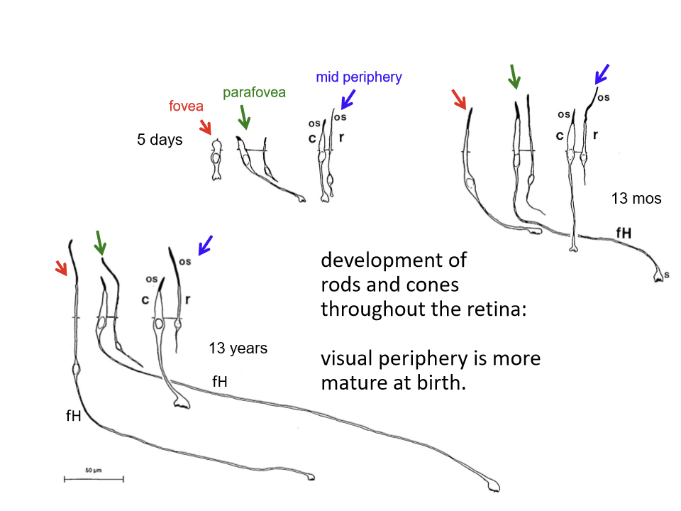 <p>Visual periphery is more mature at birth. </p>