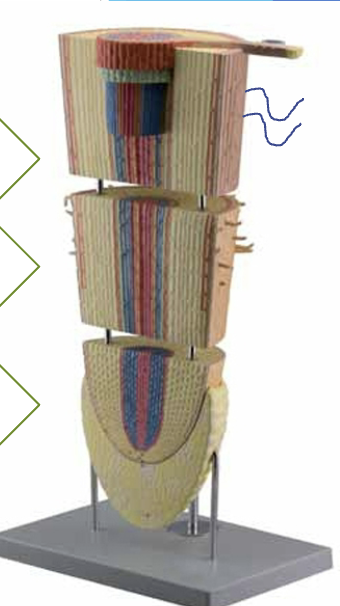 <p>Label each zone top to bottom</p>