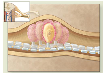 <p>surround neuron cell bodies in spinal ganglia, pink around cell body</p>