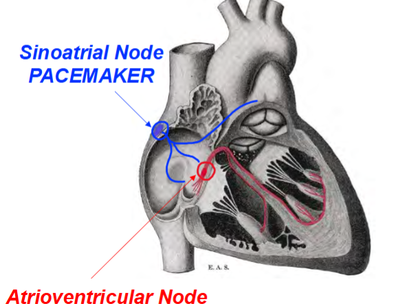 <p>sa (sinoatrial) node</p>