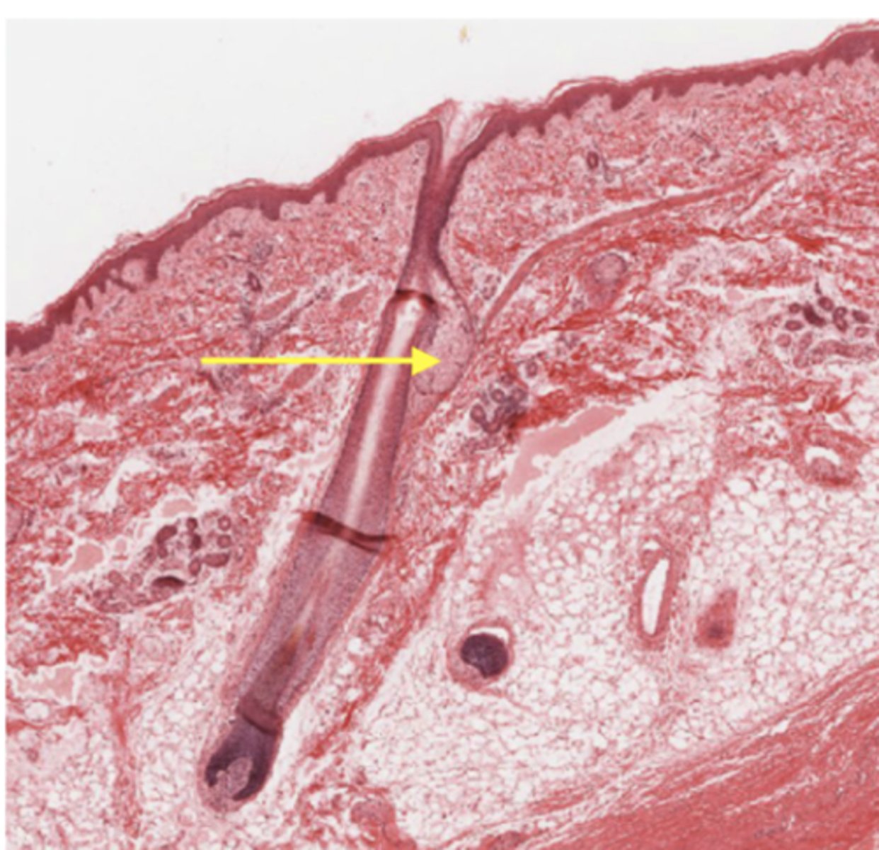 <p>Identify the structure</p>