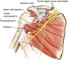 <p>Upper and Lower Subscapularis nerves </p>