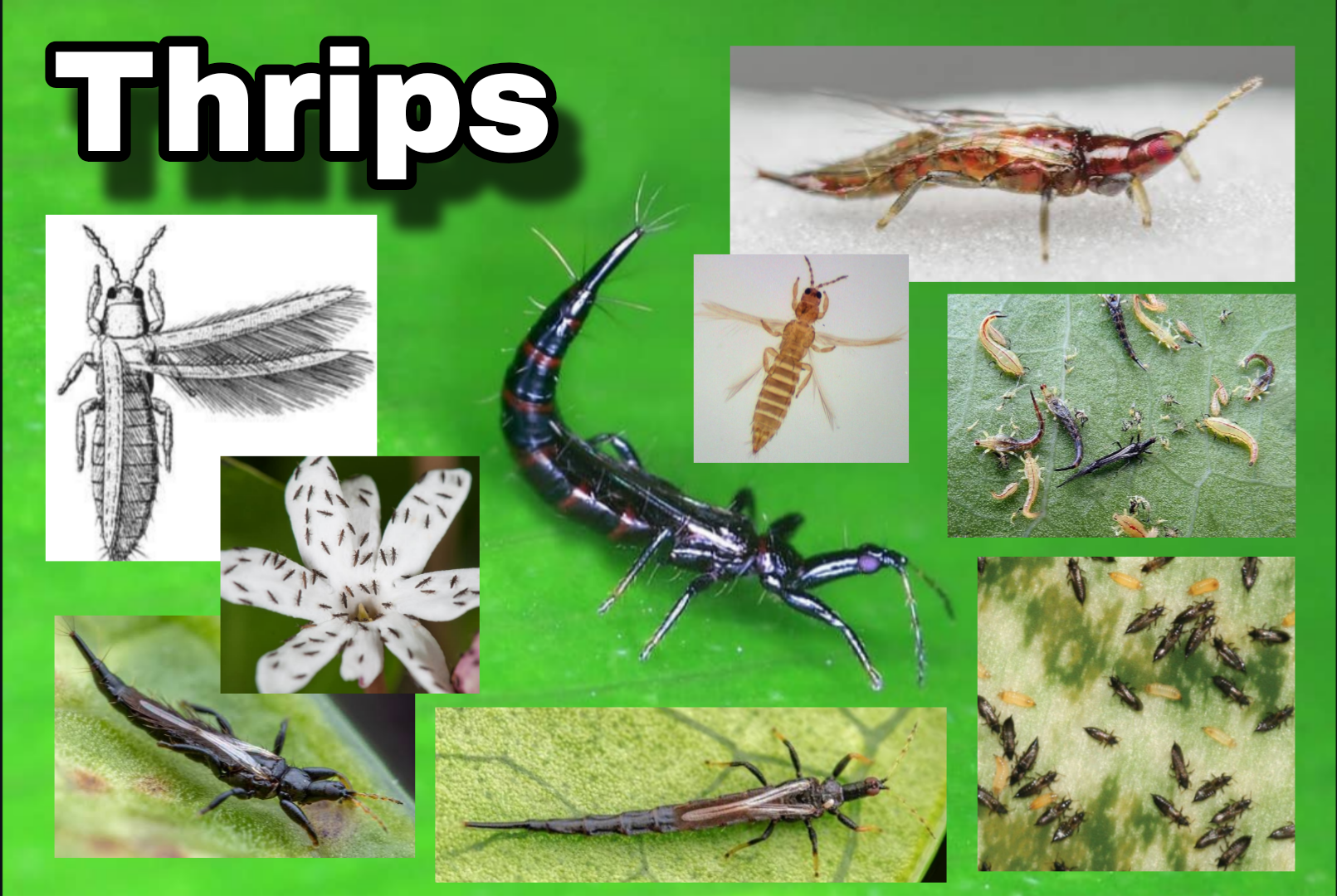 <p>Thrips</p>