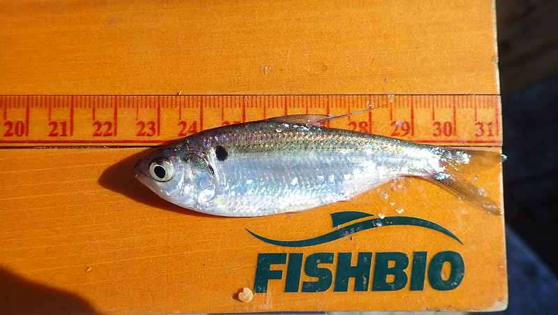 <p>Smaller. Golden tails and terminal mouth. </p>