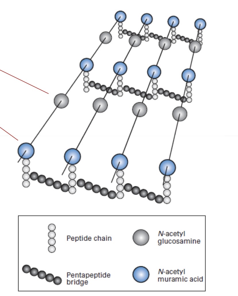 <p>Helical shape. Cross-linked by peptides for strength (pentapeptide bridge)</p>