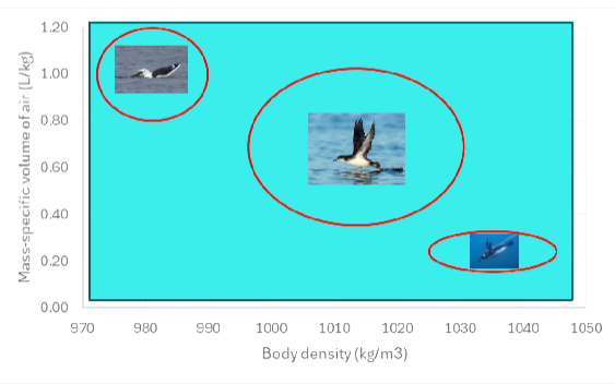 <p>Don’t fly, high body density, very little air </p>