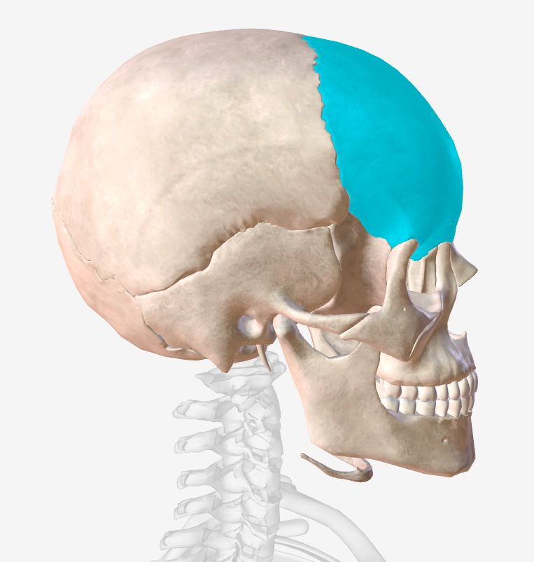 <p>What suture joins the frontal bone and the parietal bones?</p>