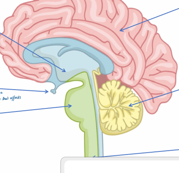 <p>Name the parts of the brain </p>