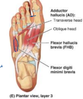 <ul><li><p>flexor hallucis brevis (FHB)</p></li><li><p>adductor hallucis (transverse and oblique heads)</p></li><li><p>flexor digiti minimi brevis</p></li></ul><p></p>