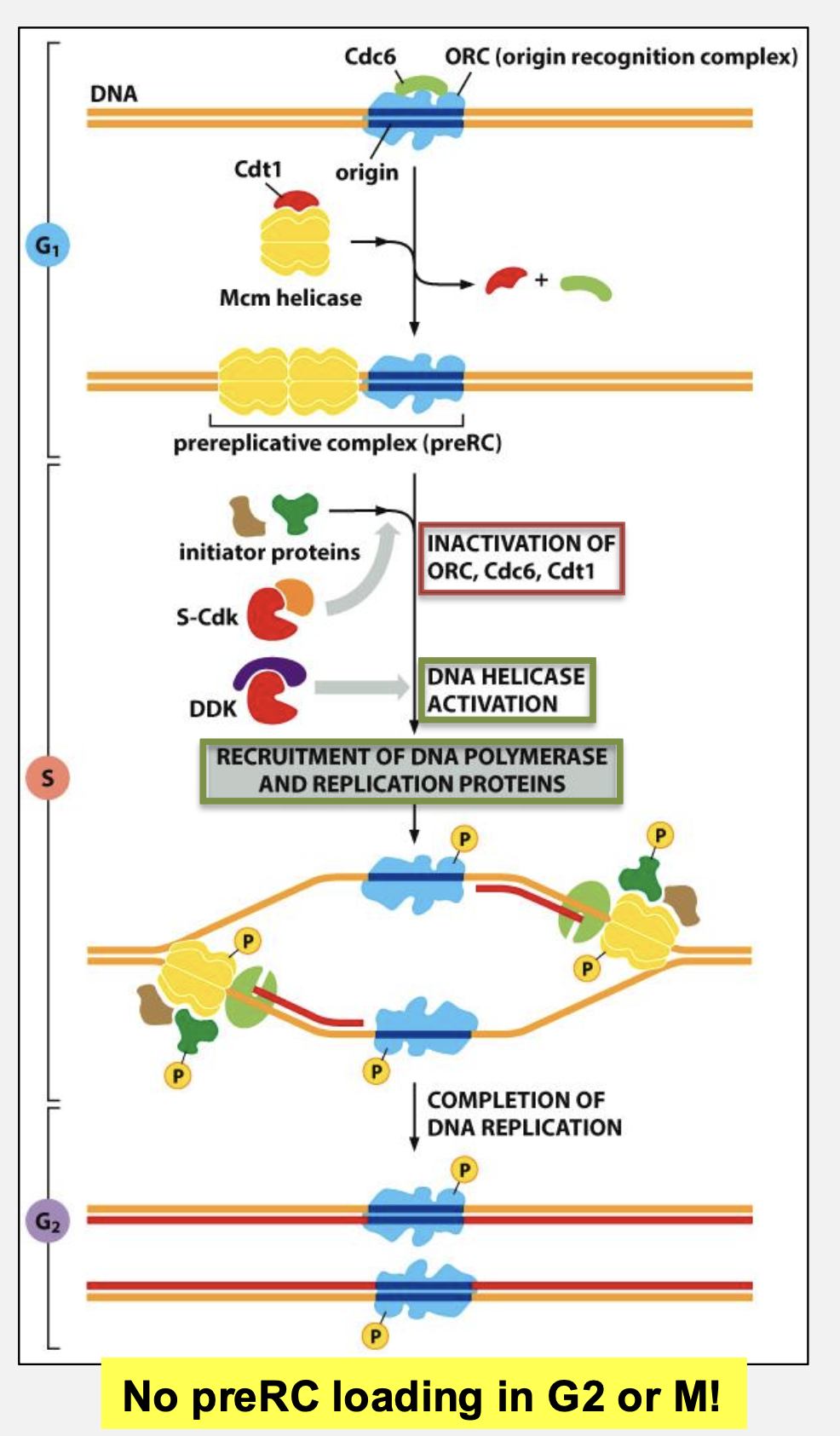 <p>How is DNA replication limited to once per cycle?</p>