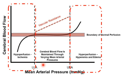 <p>When mean arterial pressure falls below the <strong>lower limit of autoregulation (LLA)</strong>, cerebral vessels cannot dilate sufficiently, resulting in<strong> </strong><span style="color: purple;"><strong>hypoperfusion and ischemia</strong>. (perfusion-</span>delivering blood to capillary beds in tissues and organs, providing essential oxygen and nutrients while removing metabolic waste)</p><p></p><p>Conversely, when MAP exceeds the<strong> upper limit of autoregulation (ULA</strong>), vessels cannot constrict further, leading to <strong>hyperperfusion</strong>, which may contribute to <strong>cerebral edema (swelling) and vascular damage</strong>.</p><p></p><p>Overall, cerebral autoregulation protects brain tissue by maintaining consistent perfusion across physiological blood pressure variations, but outside the autoregulatory range the brain becomes vulnerable to ischemic or hyperemic injury</p>