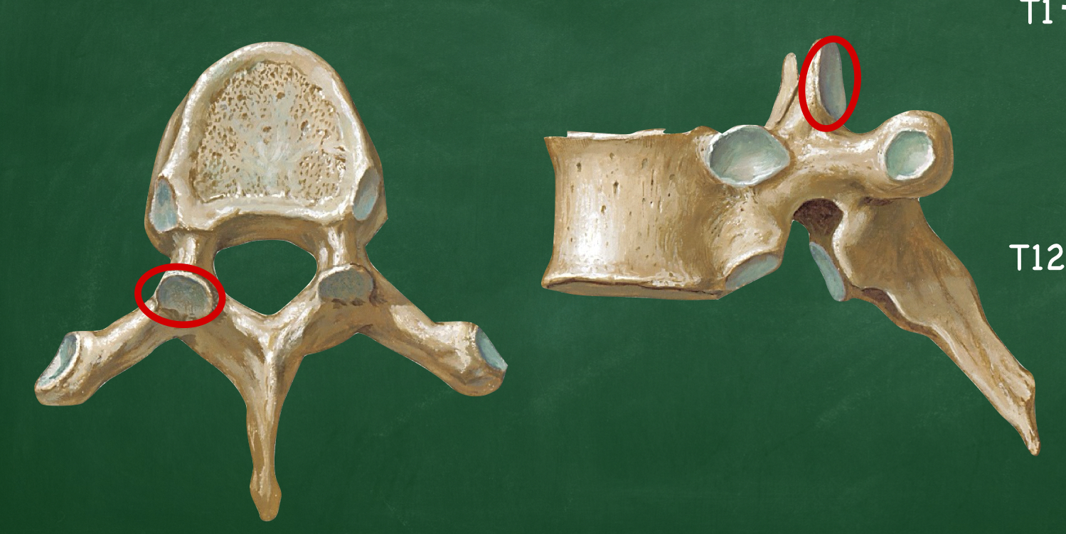 <p>What process forms part of the zygapophyseal joint?</p>
