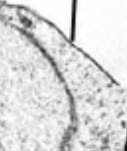 <p>De enkelvoudige membraan die de vacuole omgeeft en afscheidt van het cytoplasma.</p>