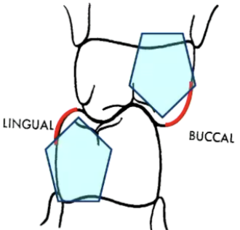 <p>- outer inclines of the maxillary buccal cusps oppose the cheek</p><p>- outer inclines of the mandibular lingual cusps oppose the tongue</p>