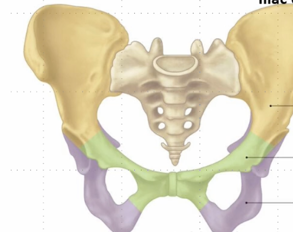 <p>Name green part</p>