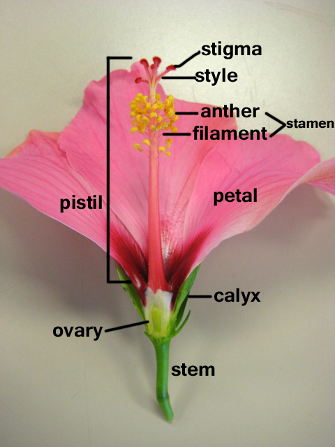 <ul><li><p>female reproductive part that produces seeds</p></li><li><p>main parts: stigma, style and ovary </p></li></ul><p></p>