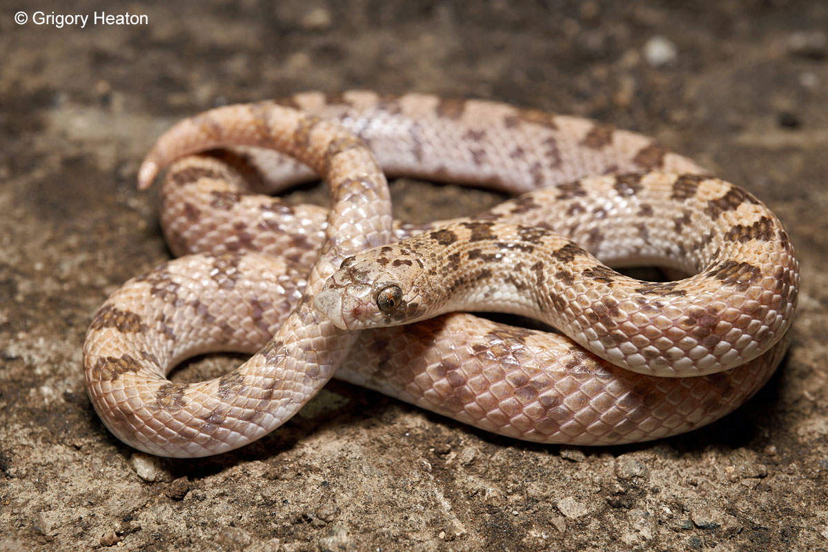 <p>Alethinophidia, Colubroidea, Colubridae<br>Phyllorhynchus decurtatus<br>Leaf-nosed snake</p>