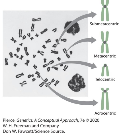 <p>22 pairs (autosomes) + sex chromosomes</p><p>Homologous pairs: 1 from mom, 1 from dad. During replication, each of these forms an identical copy (sister chromatid)</p><p>Telomere: protective ends</p><p>Centromere: location of kinetochore assembly, attachment point for spindle MTs</p><p>Kinetochores: forms before cell division, MT attach here</p><p>4 types: Metacentric, submetacentric, acrocentric, telocentric</p>
